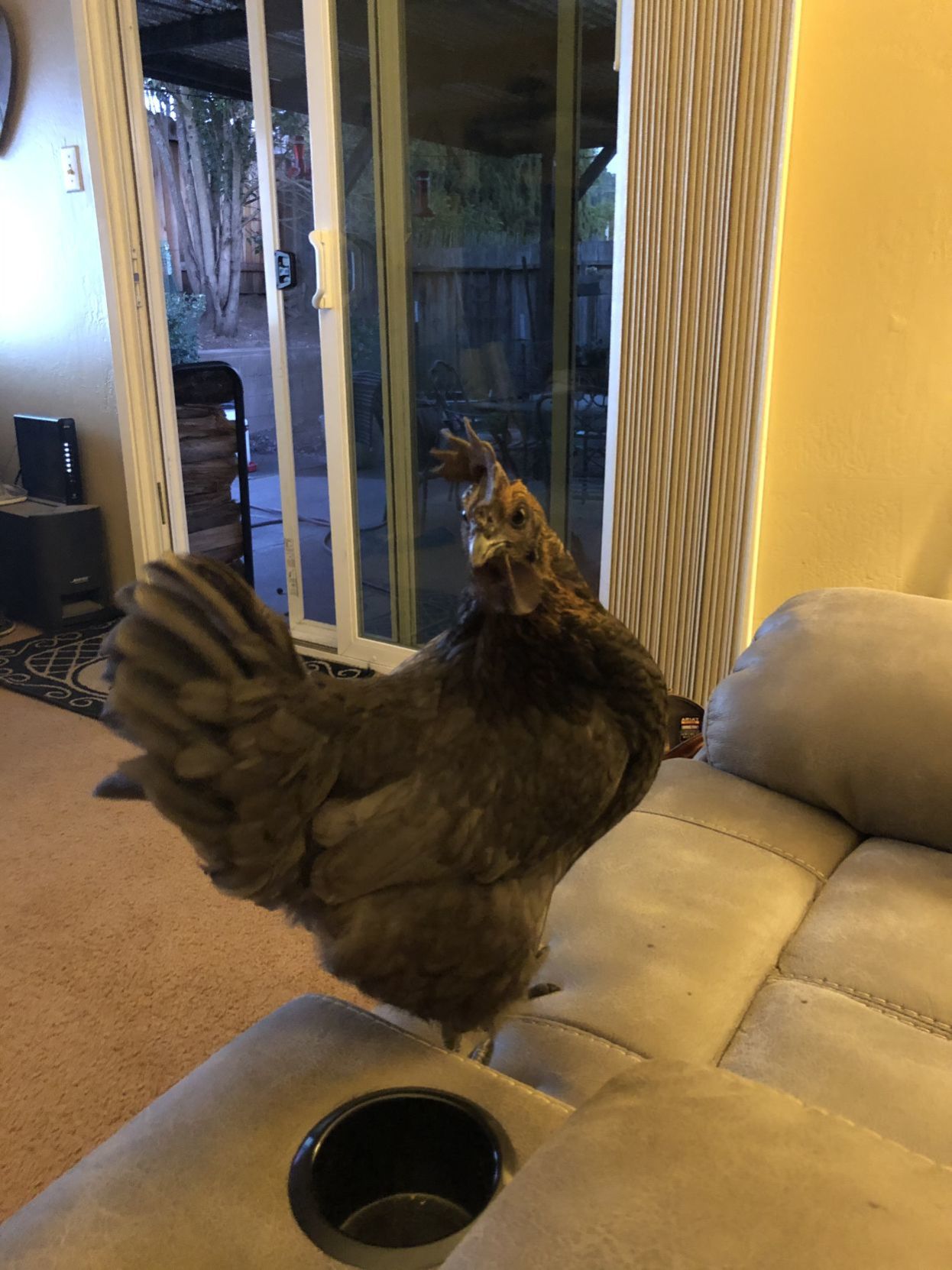 Darla